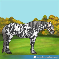 Horse Color:White Spotted Black Sabino Near Leopard 