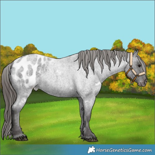 Horse Color:White Spotted Smoky Blue Roan Appaloosa 