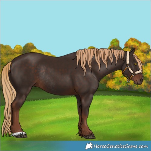 Horse Color:Liver Chestnut Rabicano