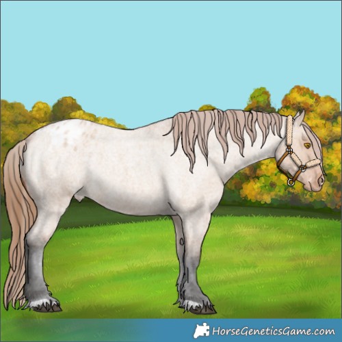 Horse Color:Bay Roan Dun Appaloosa 