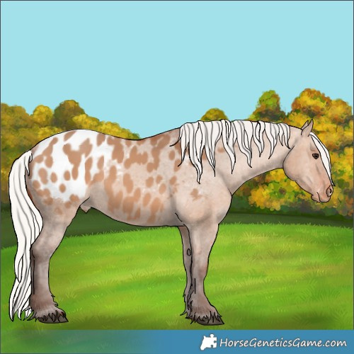 Horse Color:Silver Bay Dun Appaloosa Rabicano 