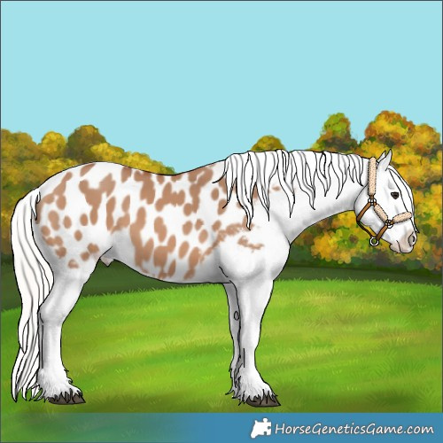 Horse Color:Silver Bay Dun Blanket Rabicano 