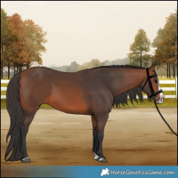 Horse Color:Bay Splash Frame Rabicano 