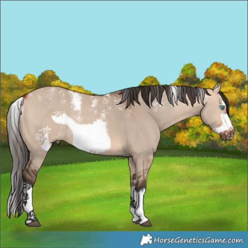 Horse Color:Powder White Bay Dun Splash Frame Rabicano 