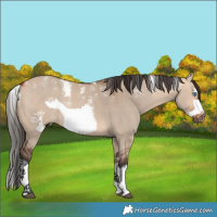 Horse Color:Powder White Bay Dun Splash Frame Rabicano