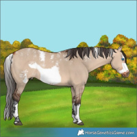 Horse Color:Powder White Bay Dun Splash Frame Rabicano 