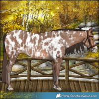 Horse Color:Amber Champagne Near Leopard  and Amber Champagne Splash Near Leopard 