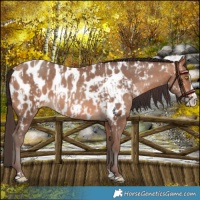 Horse Color:Amber Champagne Near Leopard  and Amber Champagne Splash Near Leopard 