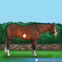 Horse Color:Bay Splash Frame Rabicano