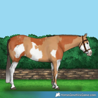 Horse Color:Chestnut Splash Frame and Bay Splash Frame