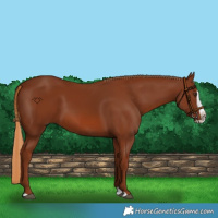 Horse Color:Chestnut Splash