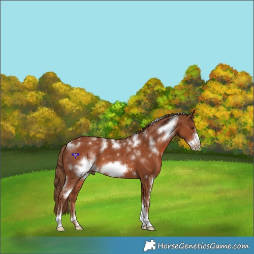 Horse Color:Powder White White Spotted Chestnut Frame 