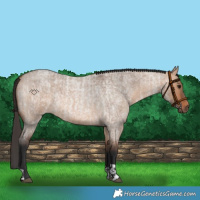 Horse Color:Bay Roan Dun and Bay Roan Dun