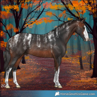 Horse Color:Powder White White Spotted Bay Rabicano 