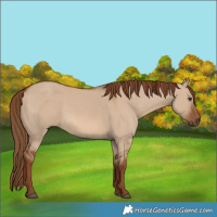 Horse Color:Red Dun 