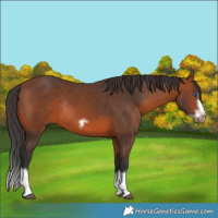 Horse Color:Bay Splash Frame Rabicano