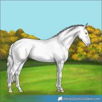 Horse Color:Gray Gold Champagne Tobiano 