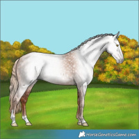Horse Color:Gray Gold Champagne Tobiano 