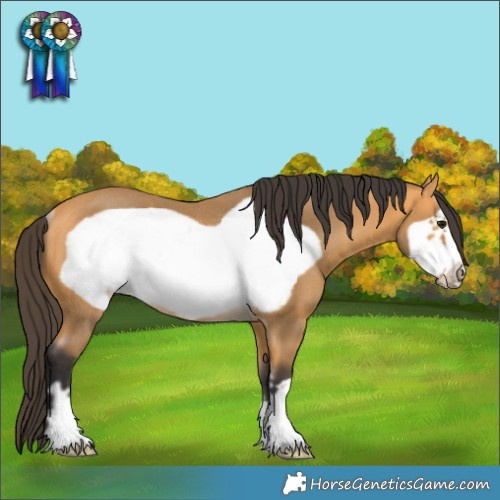 Horse Color:Buckskin Frame Rabicano 