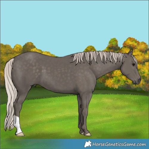 Horse Color:Silver Black 