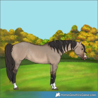 Horse Color:Bay Dun Rabicano 