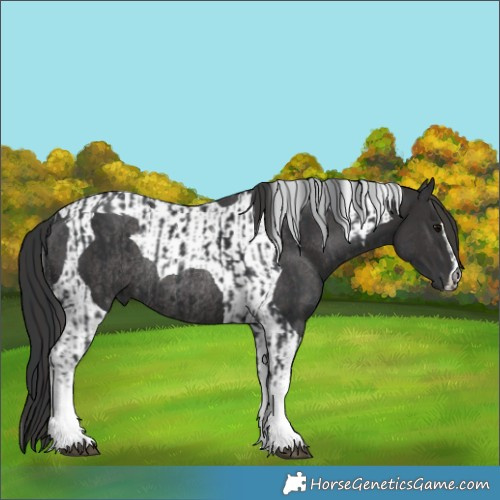 Horse Color:Black Tobiano Rabicano  and Smoky Black Tobiano Rabicano 