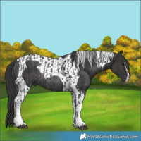 Horse Color:Black Tobiano Rabicano and Smoky Black Tobiano Rabicano