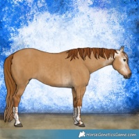 Horse Color:Gray Red Dun  and Gray Red Dun 