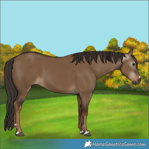 Horse Color:Gray Liver Red Dun