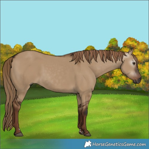 Horse Color:Gray Liver Red Dun 