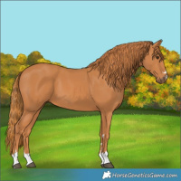 Horse Color:Chestnut 