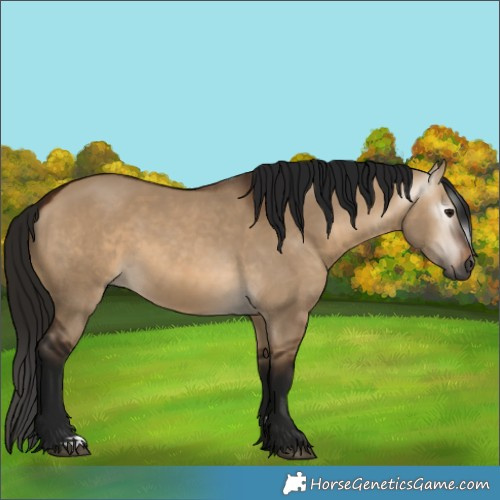 Horse Color:Gray Bay Dun 