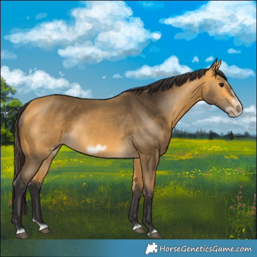Horse Color:Buckskin Splash Frame Rabicano