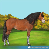 Horse Color:Bay  and Bay 