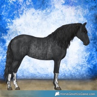 Horse Color:Black  and Black Rabicano 