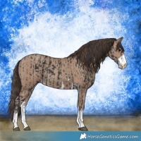 Horse Color:Black  and Classic Champagne 