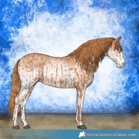 Horse Color:Chestnut  and White Spotted Chestnut 
