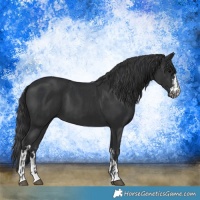 Horse Color:Black  and Black 