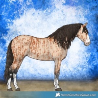 Horse Color:Bay  and Bay Dun 
