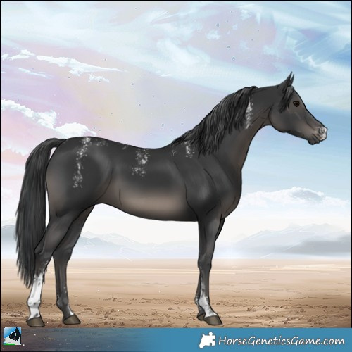 Horse Color:Powder White Black Sabino Rabicano