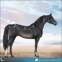 Horse Color:Powder White Black Sabino Rabicano 