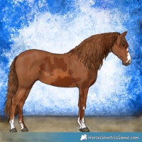 Horse Color:Chestnut  and Chestnut 