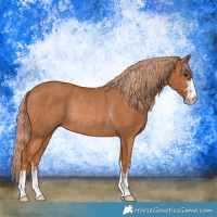 Horse Color:Chestnut  and Chestnut Rabicano 