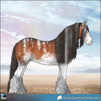 Horse Color:Powder White White Spotted Bay Rabicano 