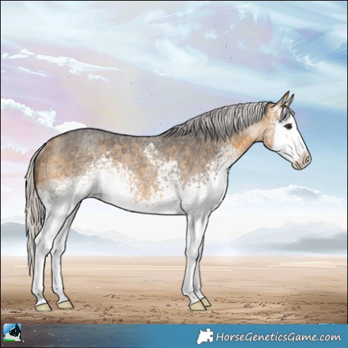 Horse Color:White Spotted Silver Buckskin Roan Splash Rabicano