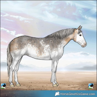 Horse Color:White Spotted Silver Buckskin Roan Splash Rabicano