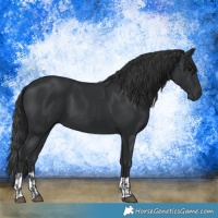 Horse Color:Black  and Black 
