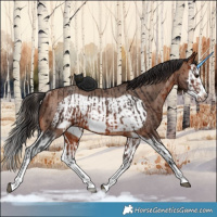 Horse Color:Brown Splash Frame Rabicano and Sable Champagne Splash Frame Rabicano
