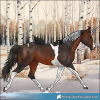 Horse Color:Bay Tobiano Rabicano