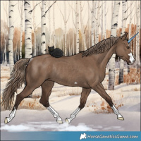 Horse Color:Liver Red Dun Rabicano 
